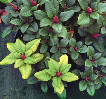 Eisenmangelchlorosen treten hufig an einzelnen Pflanzen im Bestand oder sogar an einzelnen Trieben einer Pflanze (hier Rhododendron Repens-Hbride ‘Scarlet Wonder’) auf