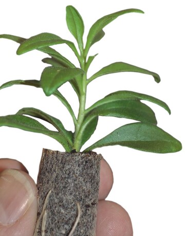 Substrate fr Vliestpfe bestehen aus fein abgesiebten Weitorffraktionen, vermischt mit Perlite fr eine optimale Struktur und Durchlftung (Stender)