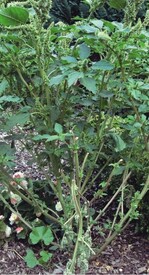 Der Rauhaarige Amarant wird bis zu 150 cm hoch