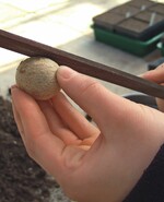 Anfeilen der Samenschale, um sie wasserdurchlässig zu machen