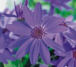 Pericallis „Senetti“