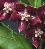 Hoya imperialis