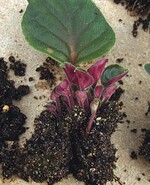 Ein Blattsteckling, der zahlreiche Adventivtriebe gebildet hat.