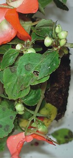 Impatiensnekrosevirus an Impatiens walleriana