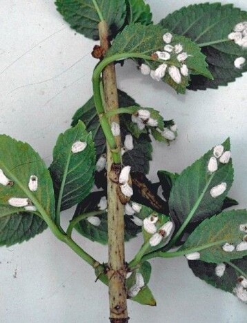 1 Hortensie mit Wolligen Napfschildlusen