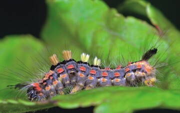 1 Larve vom Brstenspinner (Orgyia antiqua) an Zierapfel