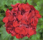 Pelargonie „Baronesse Sophia“