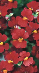Nemesia ‘Brandenburger Duett‘