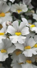 Nemesia ‘Brandenburger Duett‘