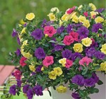 Calibrachoa „Petticoat“