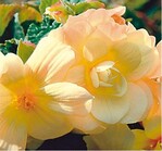 Begonie ‘Chardonnay‘