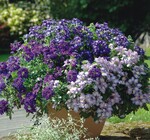 Verbenen „Blaues Trio“