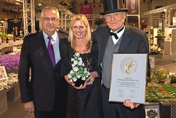 1 Campanula KronprinzessinGlockenblume, Award-Gewinnerin aus Dnemark
