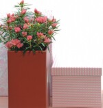 ‘Kinku Saku’ von Hortibreed lässt sich mit den ungewöhnlichen Blüten besonders gut in Szene setzen