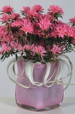 ‘Kinku Saku’ zeigt eine neue Azaleenform