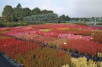 1 Blick über das Erica-gracilis-Probefeld der LVG Bad Zwischenahn im Herbst 2010