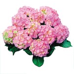 Versuche in Straelen