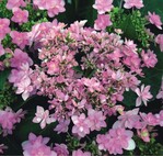 Die japanischen Hydrangea „You and Me“ sind derzeit der Maßstab bei den gefüllt blühenden – hier die Sorte ‘Passion‘