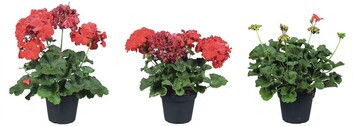 Habitus von Pelargonium zonale bei Behandlung mit Cycocel 720 (Mitte) und Flordimex 420 (rechts) im Vergleich zur mit Wasser behandelten Kontrolle