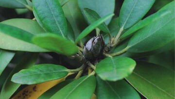 Befallene Knospen an Rhododendron jetzt ausbrechen 