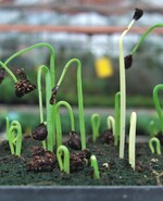 Sämlinge von Galtonia princeps