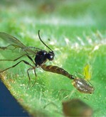 Schlupfwespe sticht Blattlaus an