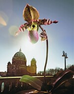 Paphiopedilum vor dem Berliner Dom in Szene gesetzt