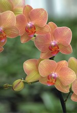 1 ‘Donna Juanita’ besticht durch ihre orangefarbenen, leuchtenden Blüten