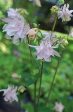 Akelei: Demut und Unbeständigkeit