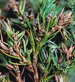 1 Schadbild an Juniperus, der ebenfalls befallen werden kann