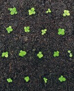 Kultur Sinningia speciosa