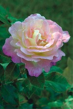 Regionaler Anbau als Alternative zum Blumenimport aus Übersee ist nur dann nachhaltig, wenn die Kunden im Winter keine energieintensiv produzierte Treibhausware erwarten