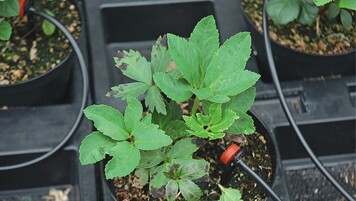 Schwarze Blattflecken an Helleborus niger