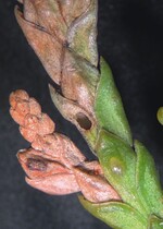 1 Bei Befall mit der Thujen-Miniermotte werden die Nadeln von der Spitze her zunächst gelb, später braun und grau. Typisch sind das Schlupfloch sowie die Kotkrümel im Inneren der zerfressenen Triebspitzen