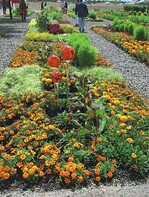 1 Es gibt zahlreiche, gute gelb blühende Bodendecker. Hier ein Bepflanzungsbeispiel von der BUGA München 2005