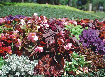 Dreistelliges Wahlgrab der Meisterklasse aus Essen  Cotoneaster und Euonymus als Bodendecker, Larix und Grser im Rahmen und ein buntes Sommerbeet als Akzent