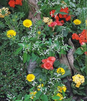 1 Naturnahe Pflanzung mit Holzstamm und Asteriscus, Kalanchoe und Begonien von Lippert, Oberndorf am Neckar