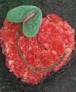 Nelken stehen für Liebe, Eitelkeit und Freundschaft