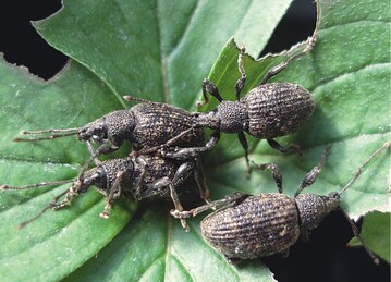 Die Larven des Dickmaulrsslers richten an den Wurzeln groe Schden an. Hier die adulten Tiere 