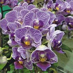 2 Natürlich durften in Taiwan Orchideen als Exportschlager nicht fehlen.