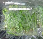 Bei Darwin Plants gibt es Freiland-Stauden aus In-vitro-Kultur.