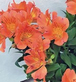 Alstroemeria ‘Princess Lilies Amina’ (Royal van Zanten)
