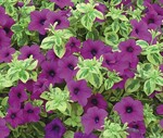 Surfinia ‘Variegated Purple Mini’ (Moerheim): Die Pflanzen ähneln ‘Surfinia Purple’, haben aber panaschiertes Laub.