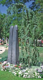 Zeder für Unsterblichkeit, Macht und Ausdauer