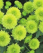 Chrysanthemen gehören zu den Kulturen mit hohem Nährstoffbedarf