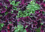 2 Petunia ‘Cascadias Violet Skirt’ ist sehr regenfest.