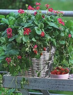 Die FleuroStar-Gewinnerin Fragaria × ananassa Duch. ‘Toscana’