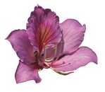 Thailand lockt mit seiner Flora