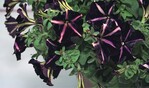1 Die neue fast ganz schwarz wirkende Petunia ‘Merlin’ (Florensis)