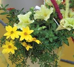 1 „Trixi Lemon Sorbet“ heißt diese fröhlich leuchtende und floristisch aufgewertete Kombination von Selecta Klemm.